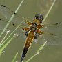 four spotted chaser male
